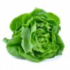 Lechuga seda