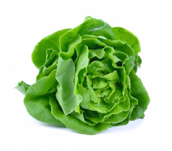 Lechuga seda