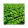 Lechuga seda