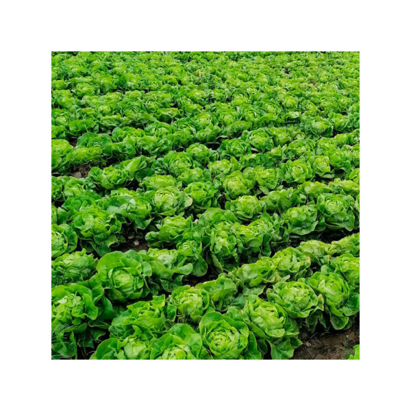 Lechuga seda